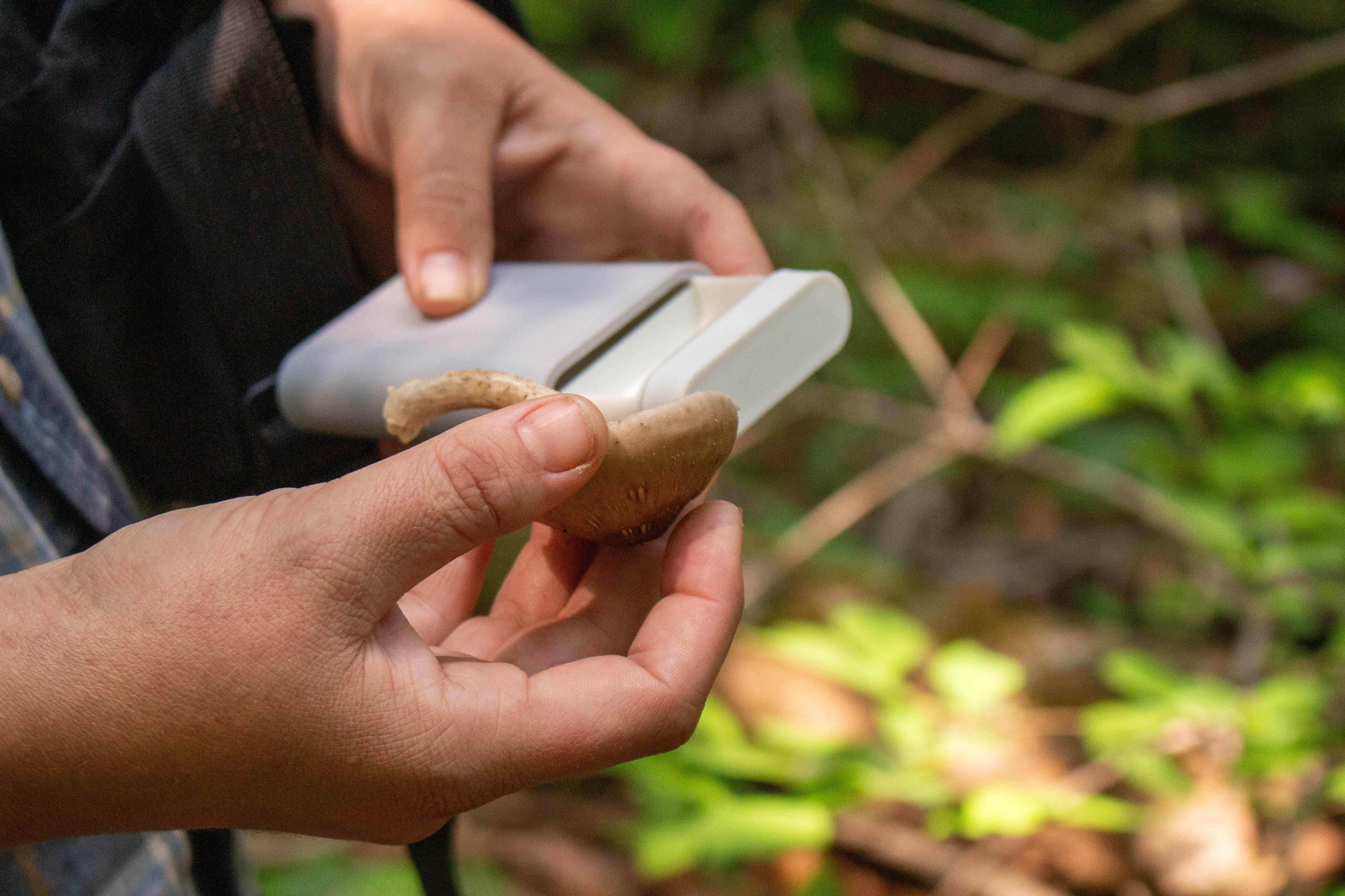 A hand holds a small brown mushroom about to place it inside a plastic container.