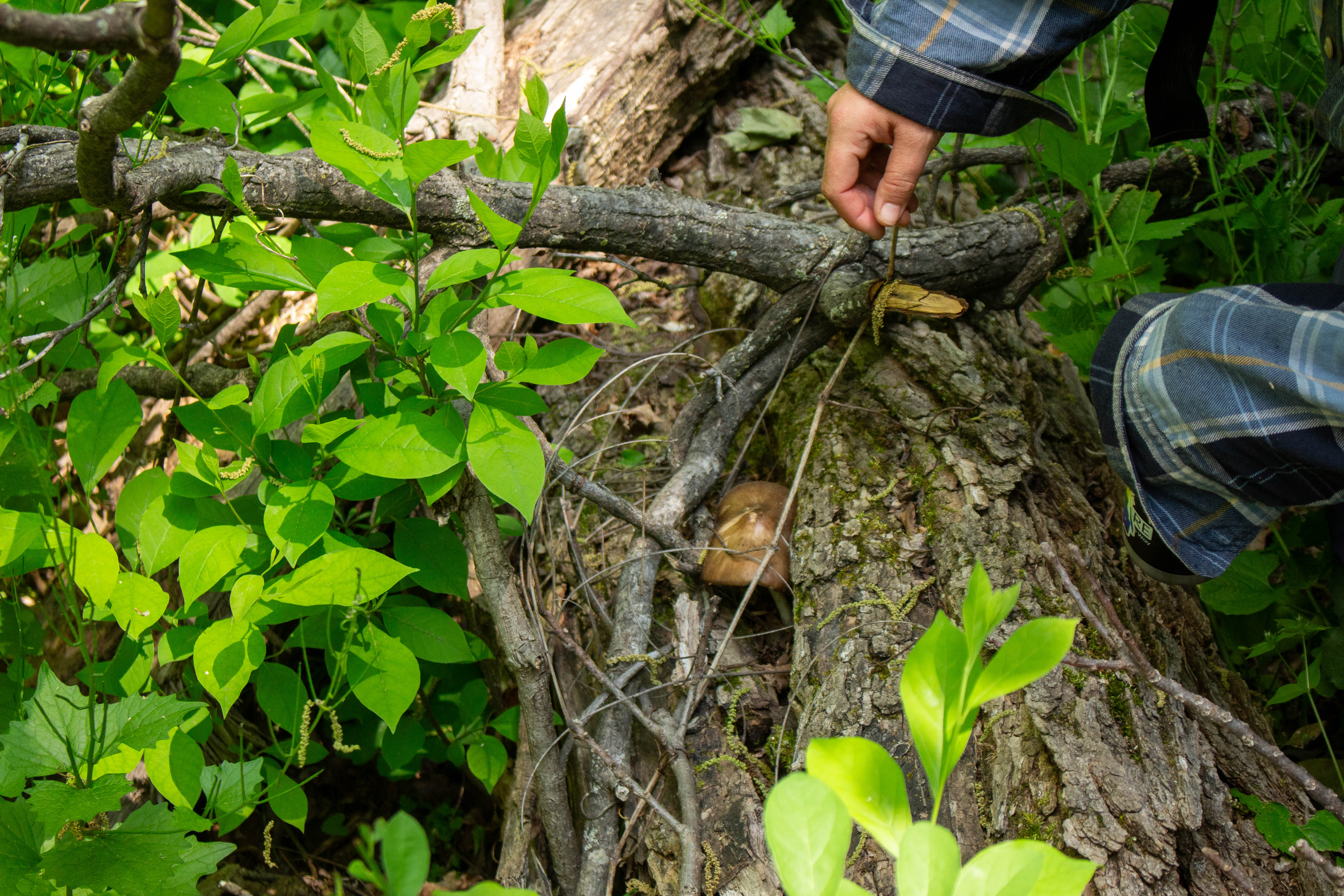 A brown mushroom grows in a fallen log.