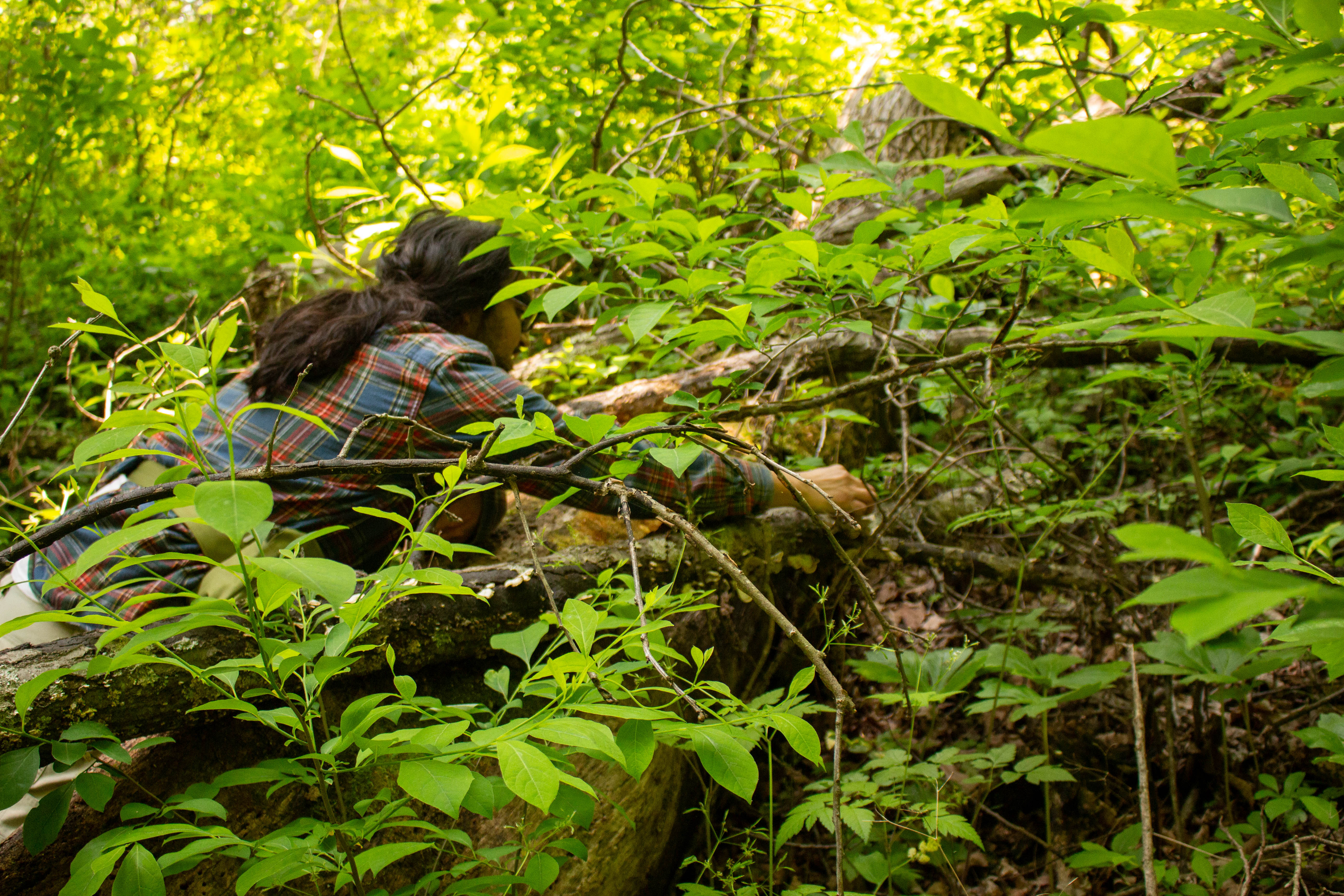 A man with long dark hair and a flannel shirt reaches to take mushrooms from a fallen tree covered in green leafy branches.