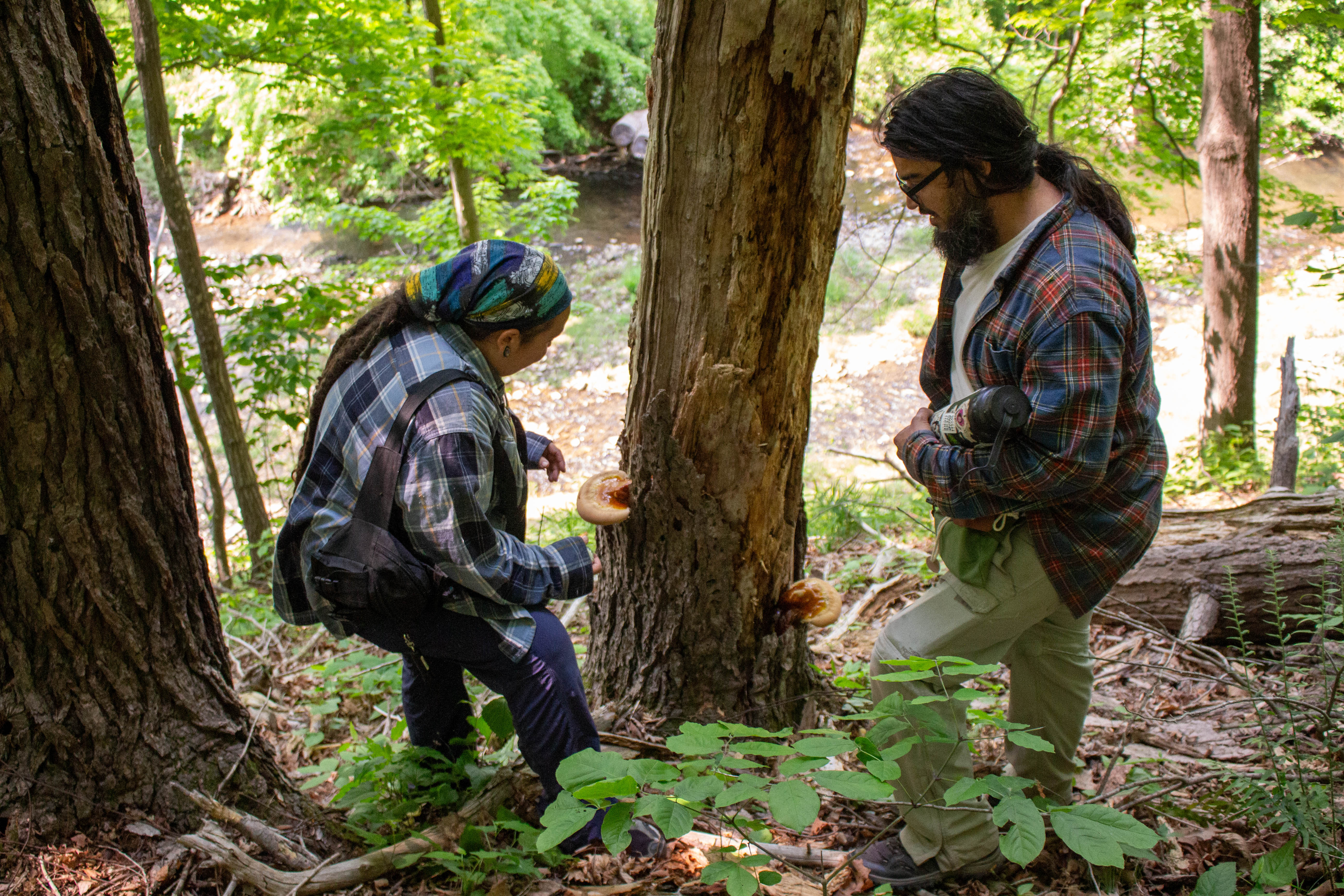 Two people with long hair and wearing flannel shirts look at two red reishi mushrooms growing on the sides of a dead tree still standing.